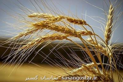 گندم وارداتی روسی قابلیت مصرف انسانی دارد