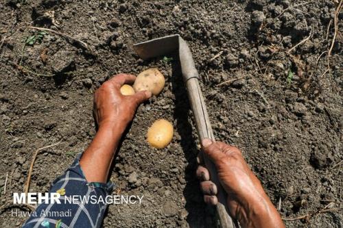 كاهش 450 هزار تنی محصولات كشاورزی در اردبیل