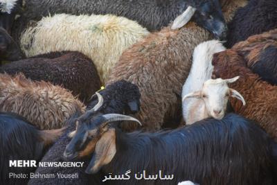 سفارش های دامپزشكی برای عید قربان