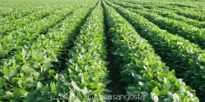 تولید ۳۰ هزار تن سویا در اردبیل