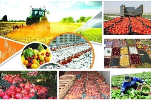 تکذیب قاچاق نخل و خاک از کشور