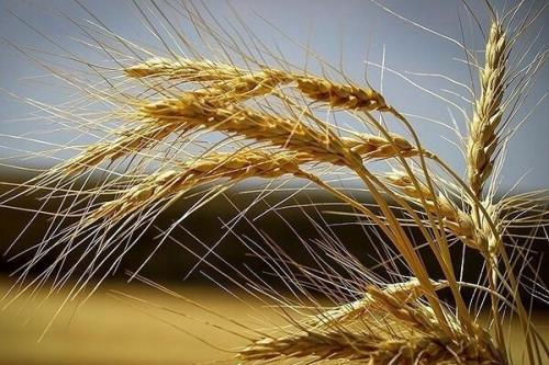 گندم وارداتی روسی قابلیت مصرف انسانی دارد