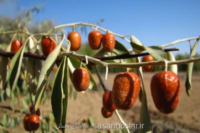 1371 تن محصول سنجد از باغات آذربایجان شرقی برداشت می شود