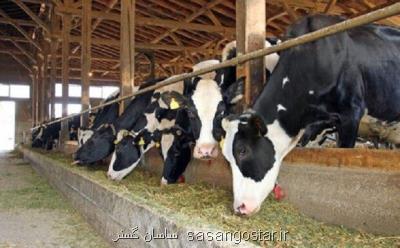 احتمال حذف ارز 4۲۰۰ تومانی نهاده های دامی بسیار قوی است