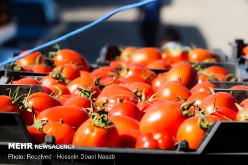 نرخ گوجه فرنگی و پیاز شکست