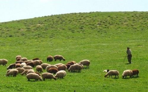 نقش بی بدیل دام ها در حفظ و احیای مراتع آمریکا