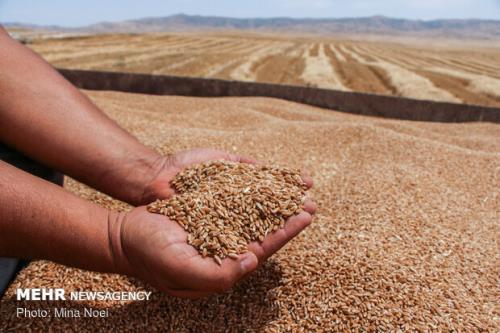 اجرای دستورالعمل خرید تضمینی سبب ارتقای کیفیت گندم های داخلی شد