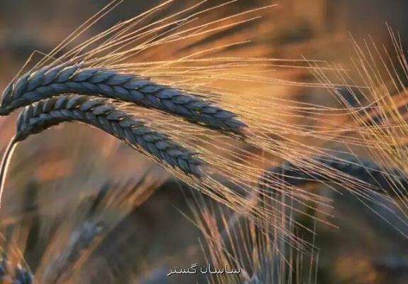 افزایش ۱۷۴ درصدی واردات گندم