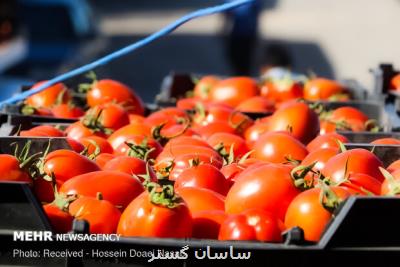 نرخ گوجه فرنگی و پیاز شکست