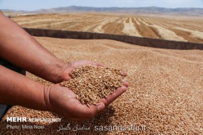 اجرای دستورالعمل خرید تضمینی سبب ارتقای کیفیت گندم های داخلی شد