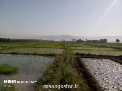 قیمت جدید برنج به زودی اعلام می شود