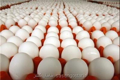 صادرات تخم مرغ متوقف گردید