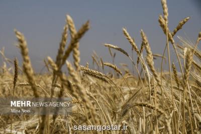 هشترود رتبه اول تولید گندم را در آذربایجان شرقی دارد