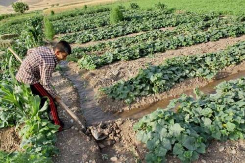 دخالت دولت منجربه انحراف کارکرد تشکل ها می شود