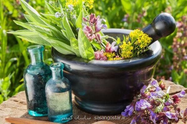 تولید سالانه ۱۳ هزار تن گیاهان دارویی در آذربایجان شرقی