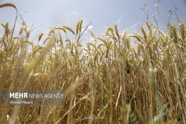 جلسه کارشناسی برای تعیین قیمت گندم امروز برگزار می گردد