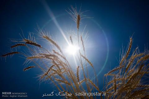صادرات چند هزار تنی گندم به عمان