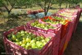 صادرات سیب در قبال واردات موز بدون تعرفه ۵ درصدی امكان پذیر نیست