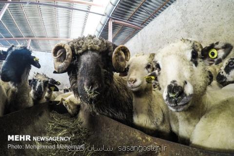 ورود نخستین محموله دام زنده با كشتی، واردات ۹۰ هزار رأس گوسفند
