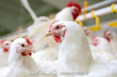 واكنش تولیدكنندگان به استفاده از تریاك در مرغداری ها