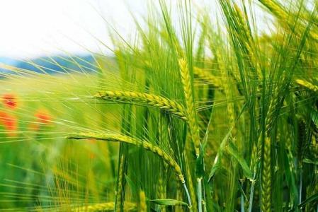 كیفیت گندم های خریداری شده افزایش یافته است