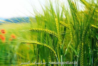 كیفیت گندم های خریداری شده افزایش یافته است