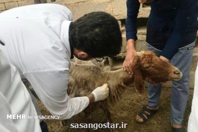 ایران سال آینده در تولید واكسن تب سه روزه، خوداتكا می شود